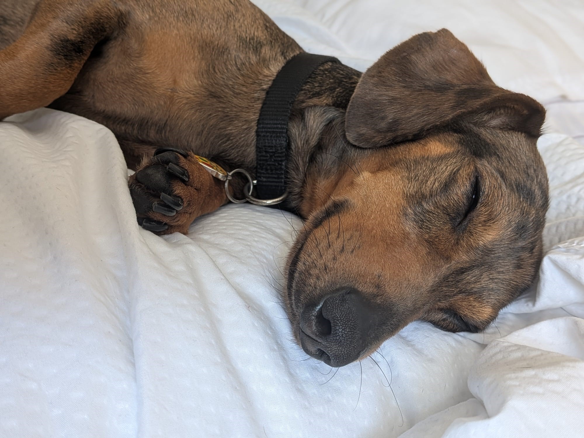 Sleeping brindle dog resting on a soft white duvet
