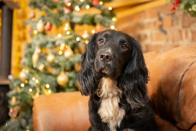 Bailey today, a happy dog enjoying life with her Trusted Circle